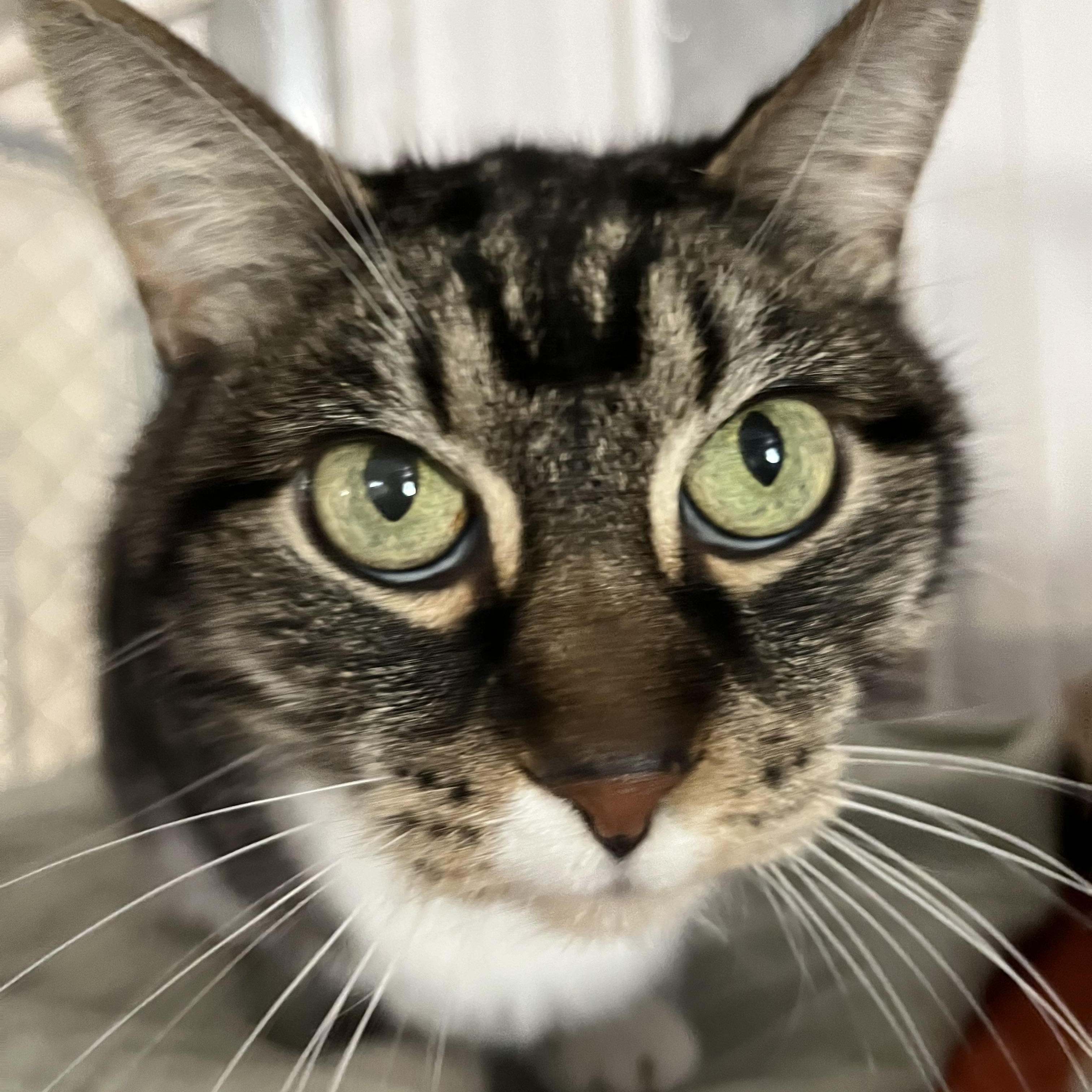 Enlarge Bette Davis, a Adoptable Domestic Short Hair in Highland, IN image 1/3