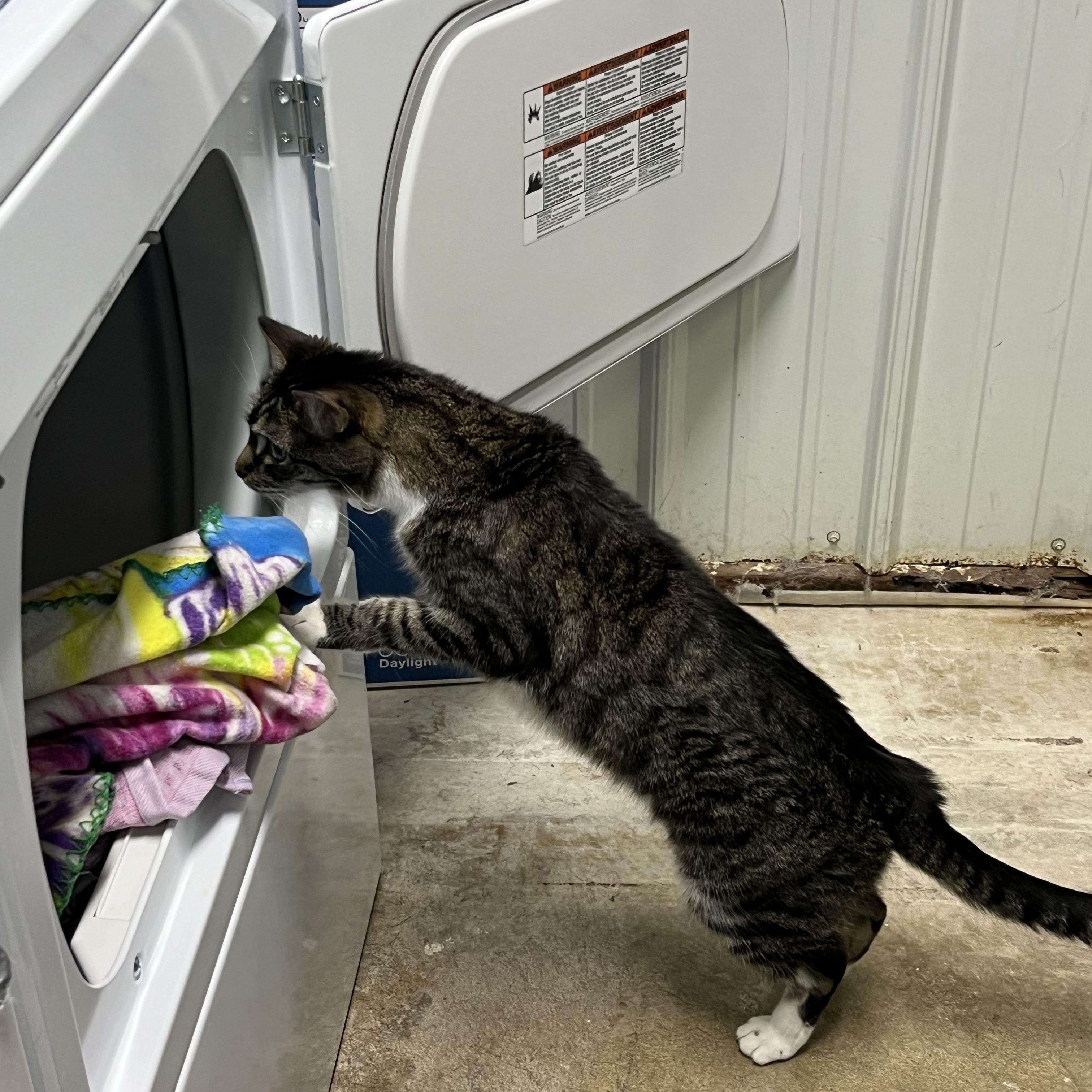 Enlarge Bette Davis, a Adoptable Domestic Short Hair in Highland, IN image 2/3