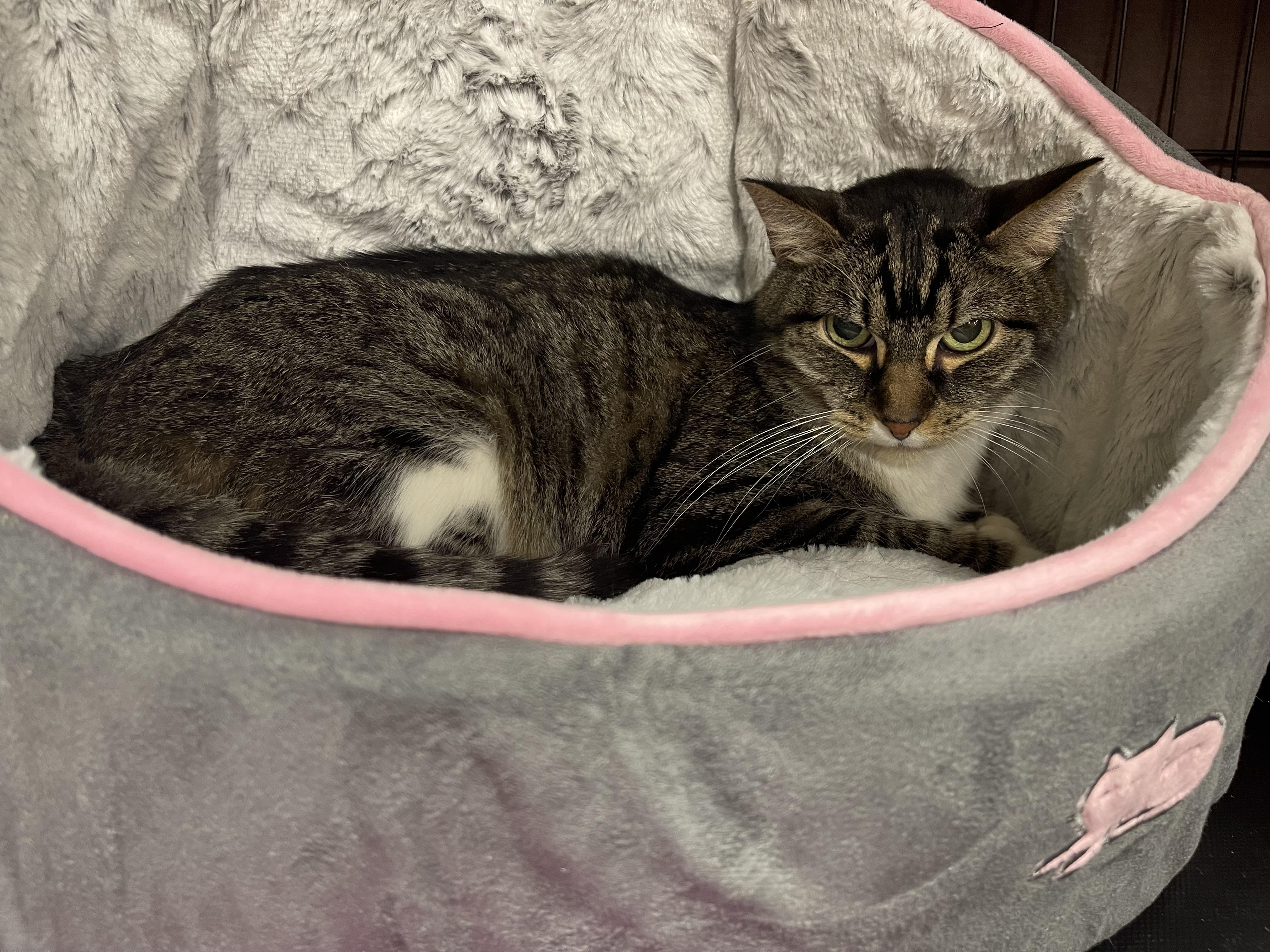 Enlarge Bette Davis, a Adoptable Domestic Short Hair in Highland, IN image 3/3