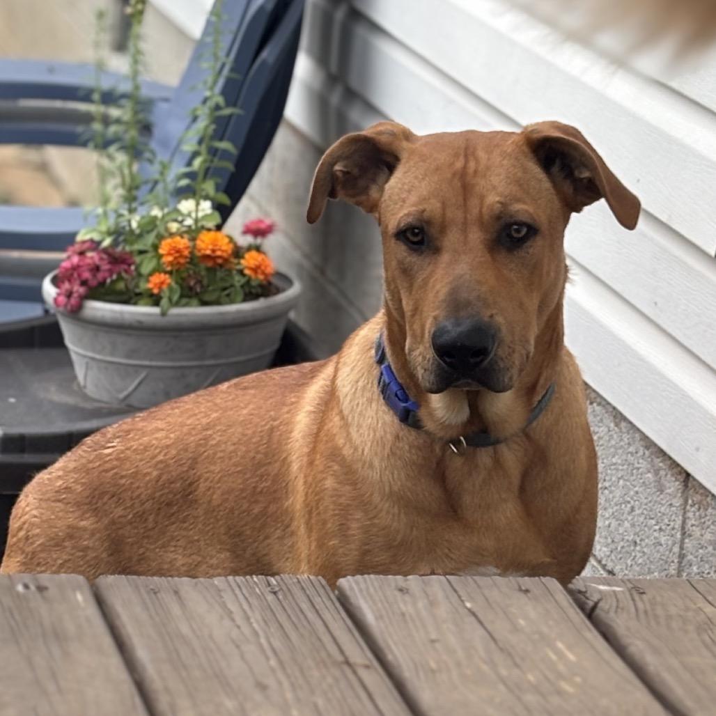 Smith, Adoptable, Young Male German Shepherd Dog & English Bulldog.