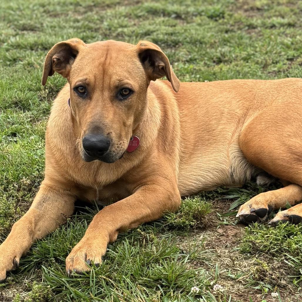 Enlarge Smith, a Adoptable mixed breed in Duck River, TN image 2/6