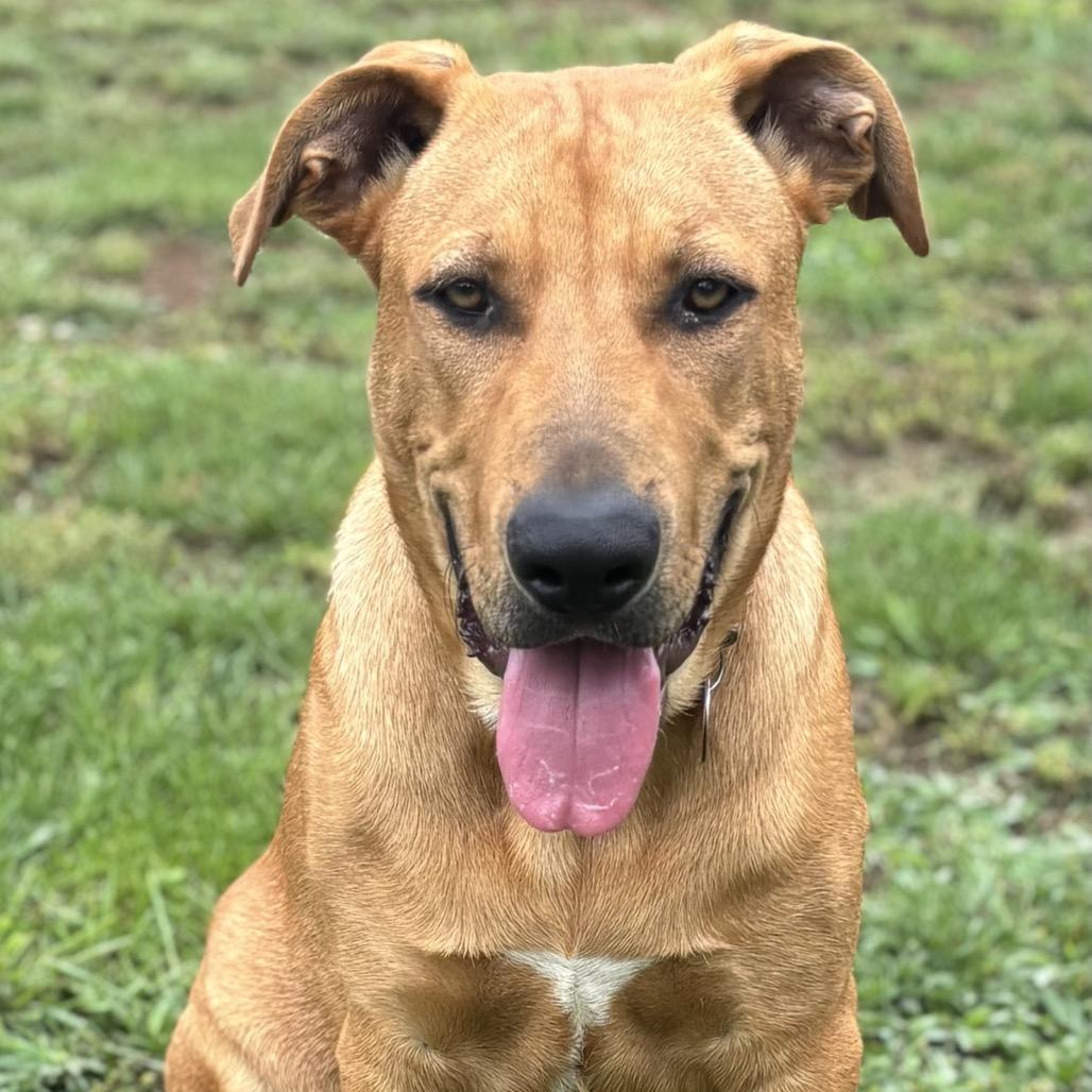 Enlarge Smith, a Adoptable mixed breed in Duck River, TN image 3/6