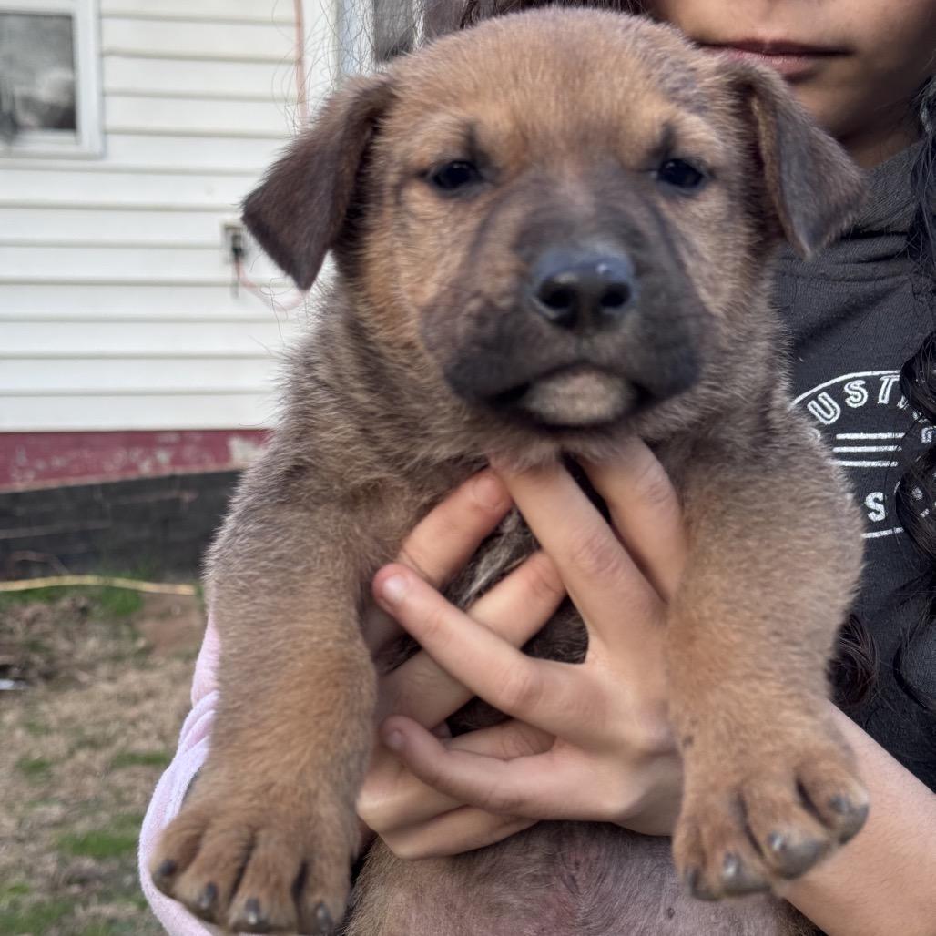 Smith, Adoptable, Puppy Male German Shepherd Dog & English Bulldog.