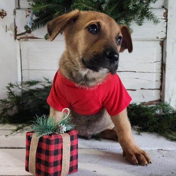 Smith, a Adoptable mixed breed in Duck River, TN image 2/2