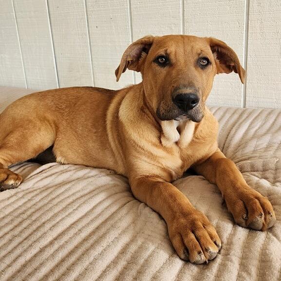Enlarge Smith, a Adoptable mixed breed in Duck River, TN image 3/3