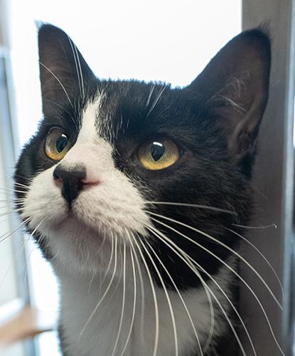 Mochi, Adoptable, Adult Male Domestic Short Hair.