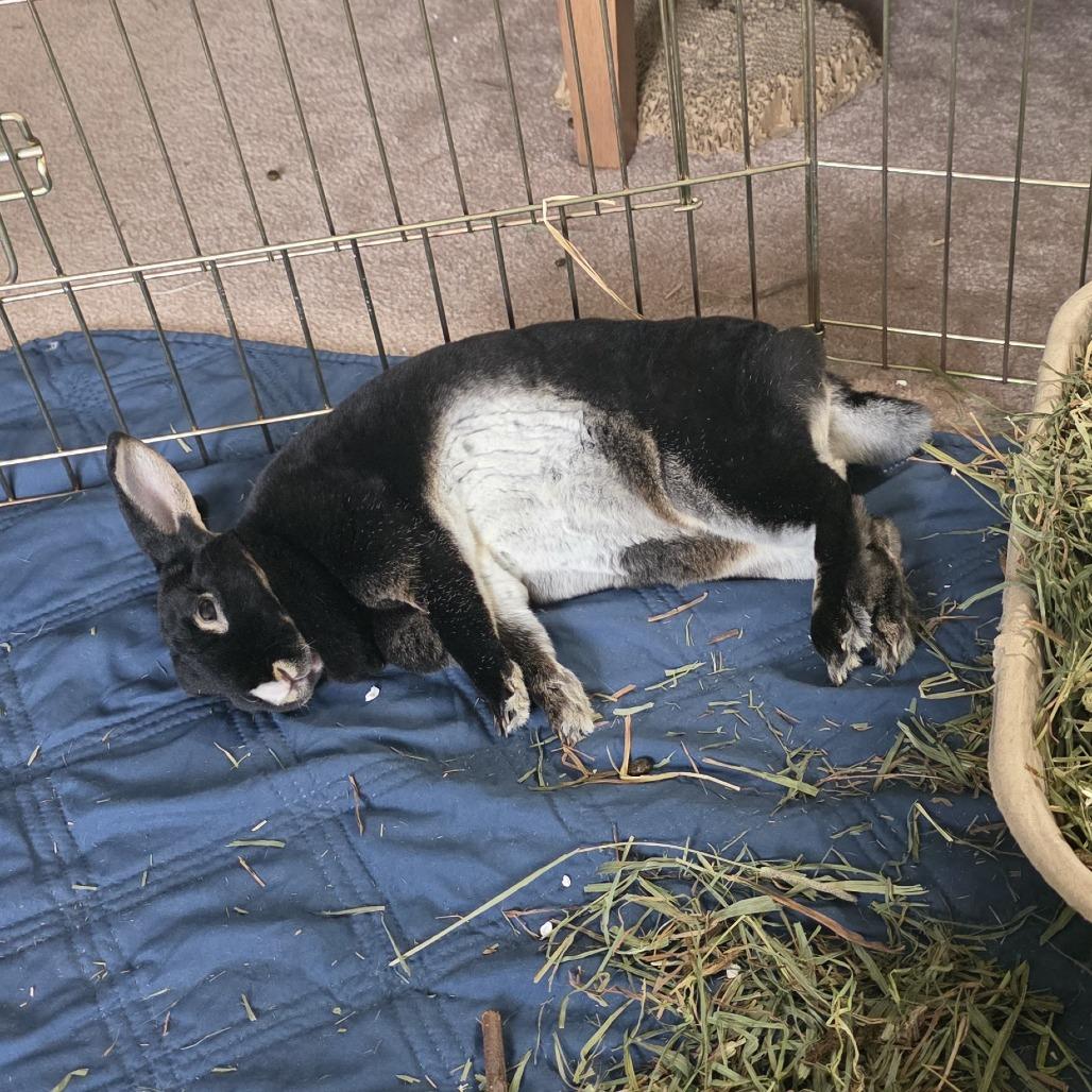 Enlarge Midnight, a Adoptable Mini Rex in Baltimore, MD image 1/6