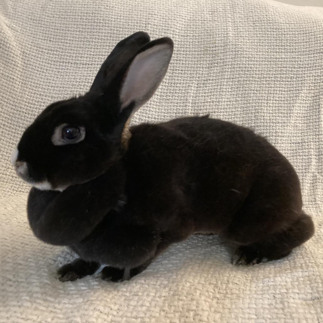 Enlarge Midnight, a Adoptable Mini Rex in Baltimore, MD image 2/6