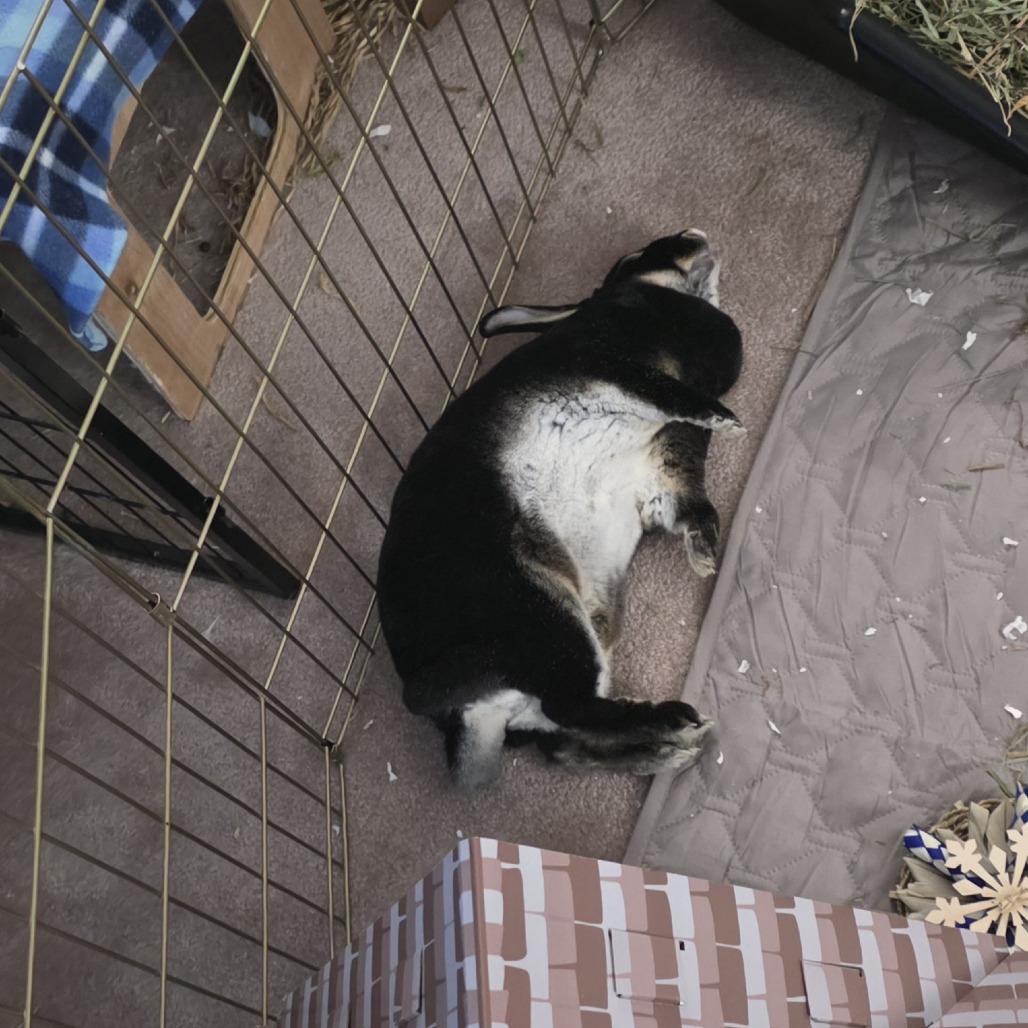 Enlarge Midnight, a Adoptable Mini Rex in Baltimore, MD image 3/6