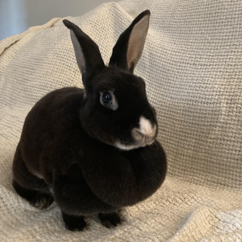 Enlarge Midnight, a Adoptable Mini Rex in Baltimore, MD image 4/6