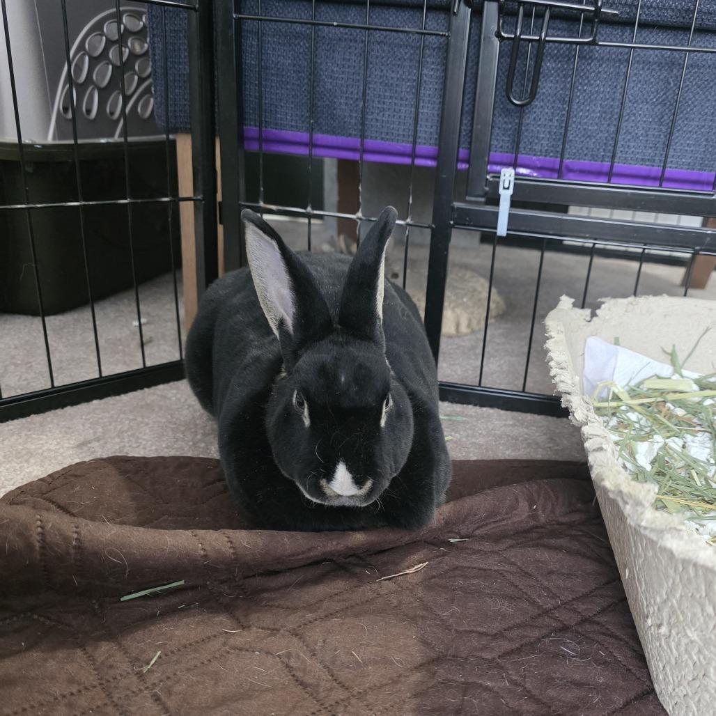 Enlarge Midnight, a Adoptable Mini Rex in Baltimore, MD image 5/6