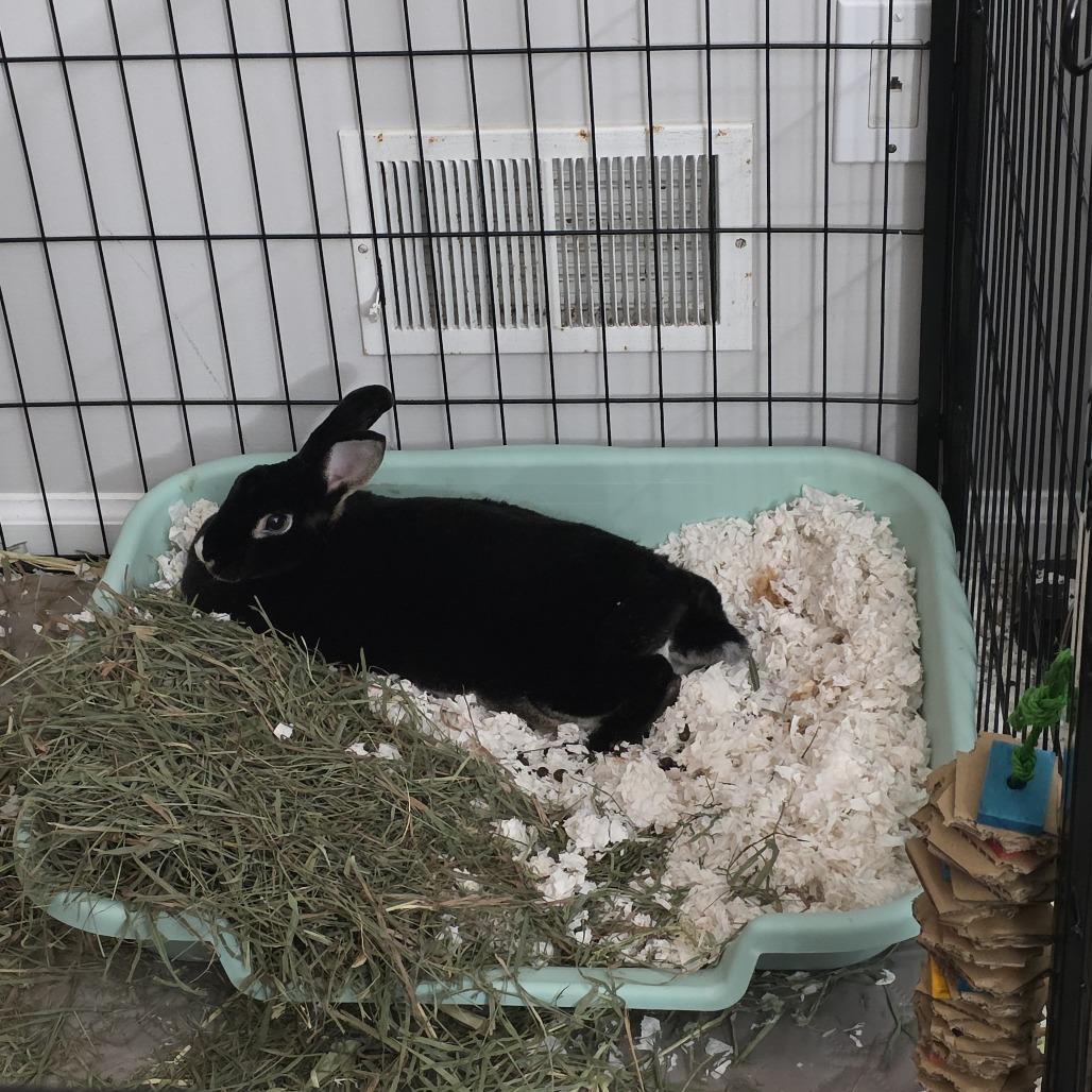 Enlarge Midnight, a Adoptable Mini Rex in Baltimore, MD image 6/6