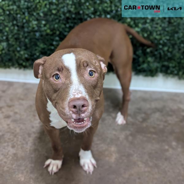 Enlarge Abby, a Adoptable mixed breed in Lexington, KY image 1/2