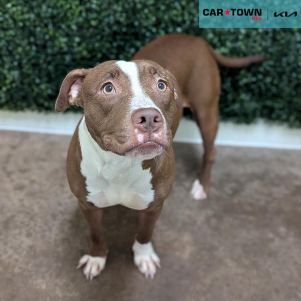 Enlarge Abby, a Adoptable mixed breed in Lexington, KY image 2/2