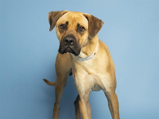 Enlarge COBIE, a Adoptable mixed breed in Phoenix, AZ image 1/1