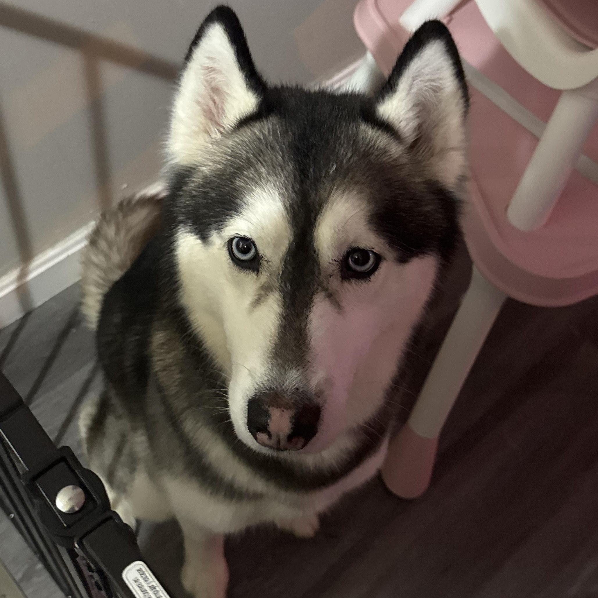 Kylo (reduced adoption fee), Adoptable, Adult Male Siberian Husky & Husky.