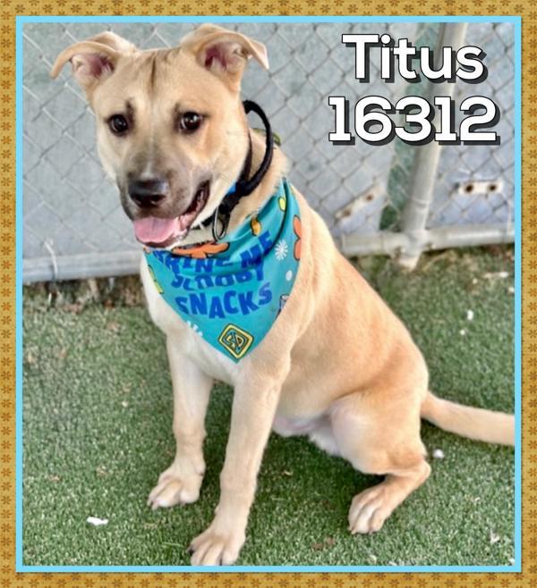 Enlarge Titus(60), a Adoptable mixed breed in Marietta, GA image 1/2