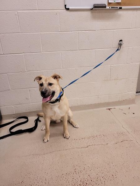 Enlarge Titus(60), a Adoptable mixed breed in Marietta, GA image 2/2