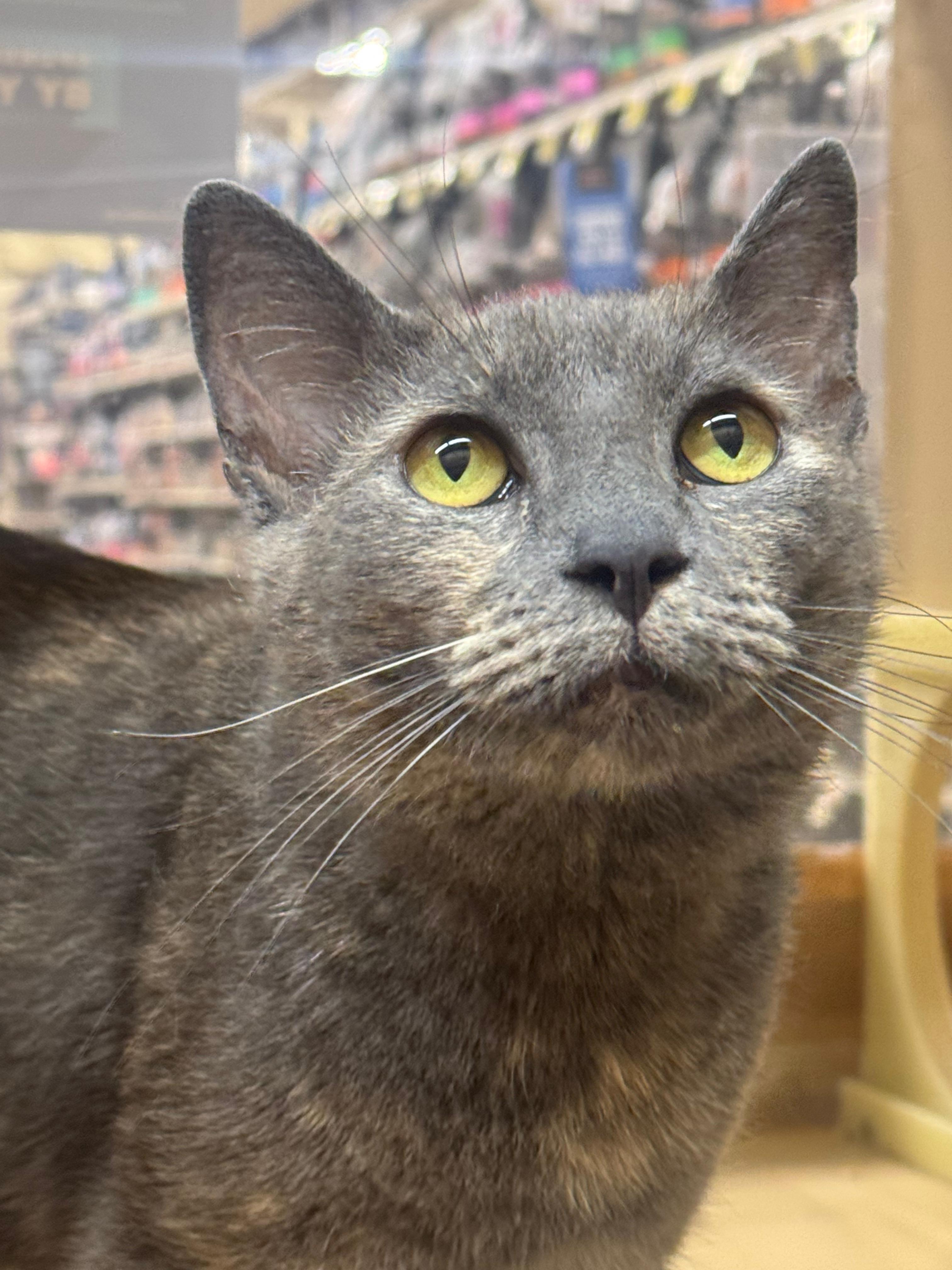 Enlarge Clara, a ADOPTABLE Dilute Tortoiseshell in San Mateo, CA image 2/5