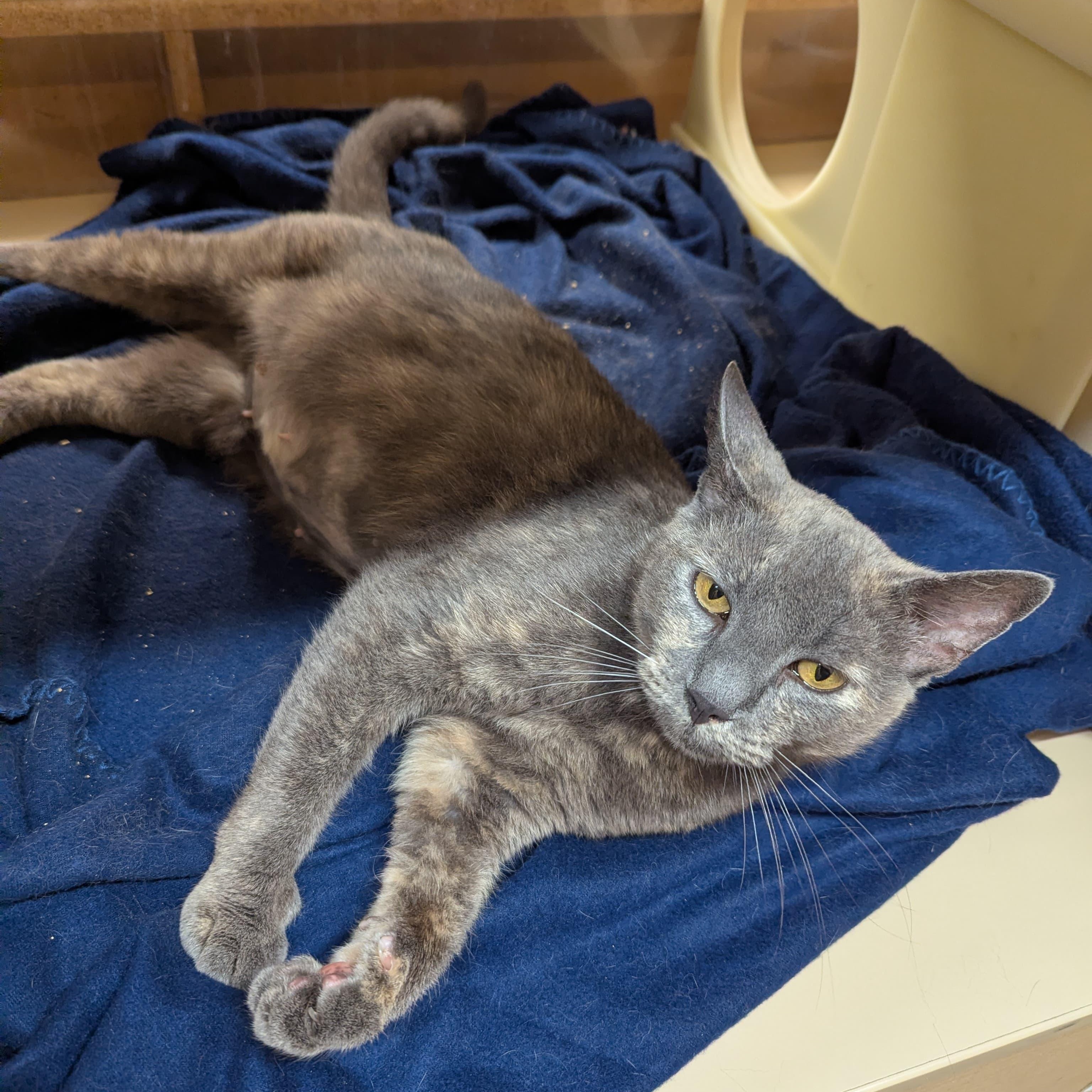 Enlarge Clara, a ADOPTABLE Dilute Tortoiseshell in San Mateo, CA image 1/5