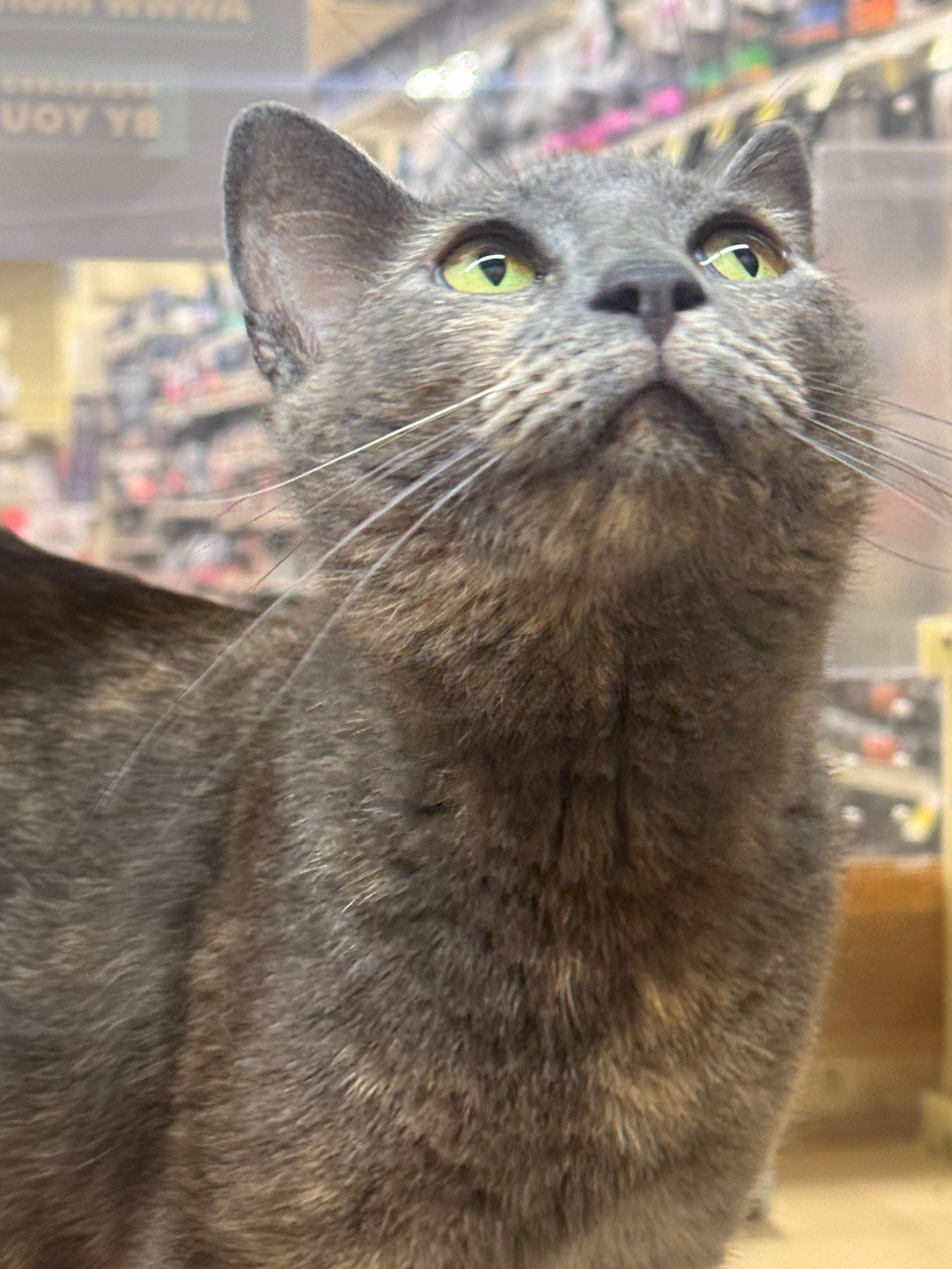 Enlarge Clara, a ADOPTABLE Dilute Tortoiseshell in San Mateo, CA image 3/5