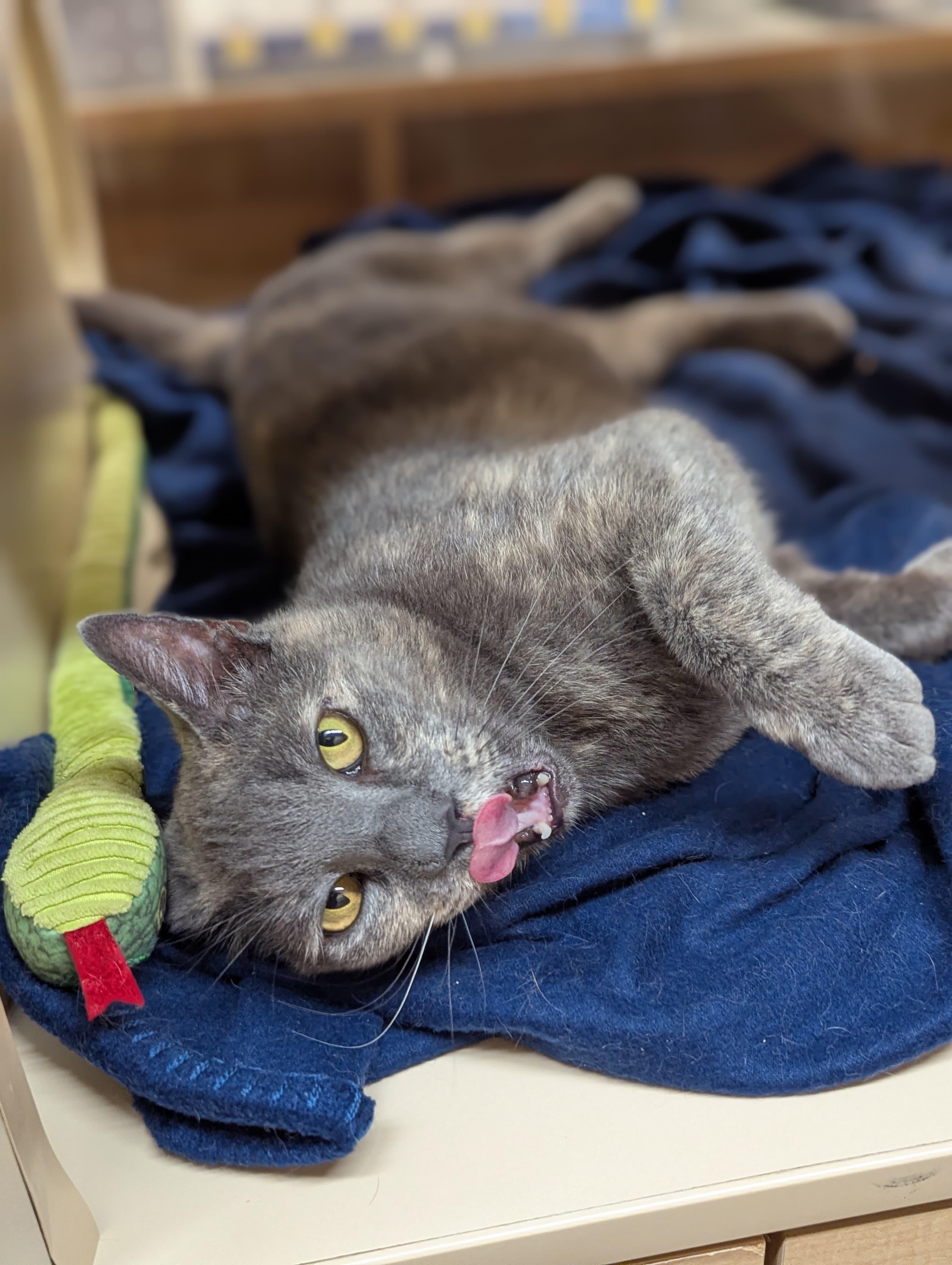 Enlarge Clara, a ADOPTABLE Dilute Tortoiseshell in San Mateo, CA image 5/5