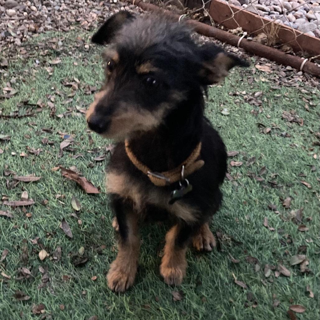 Batman/Courtesy Post, Adoptable, Young Male Shih Tzu & Miniature Pinscher.