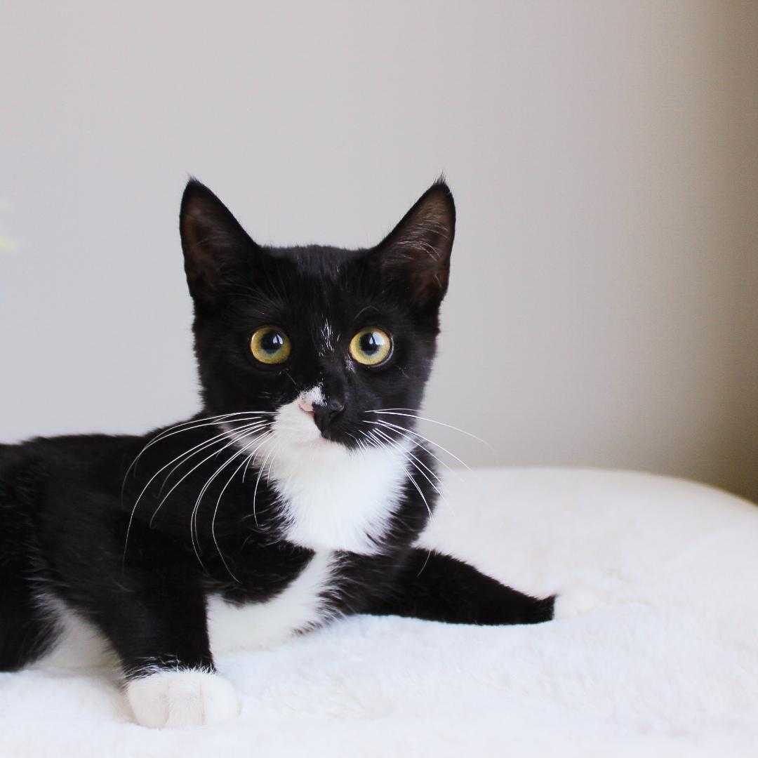 Enlarge Tallulah, a Adoptable Domestic Short Hair in Wayne, NJ image 2/4