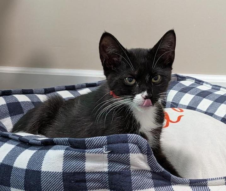 Enlarge Tallulah, a Adoptable Domestic Short Hair in Wayne, NJ image 4/4
