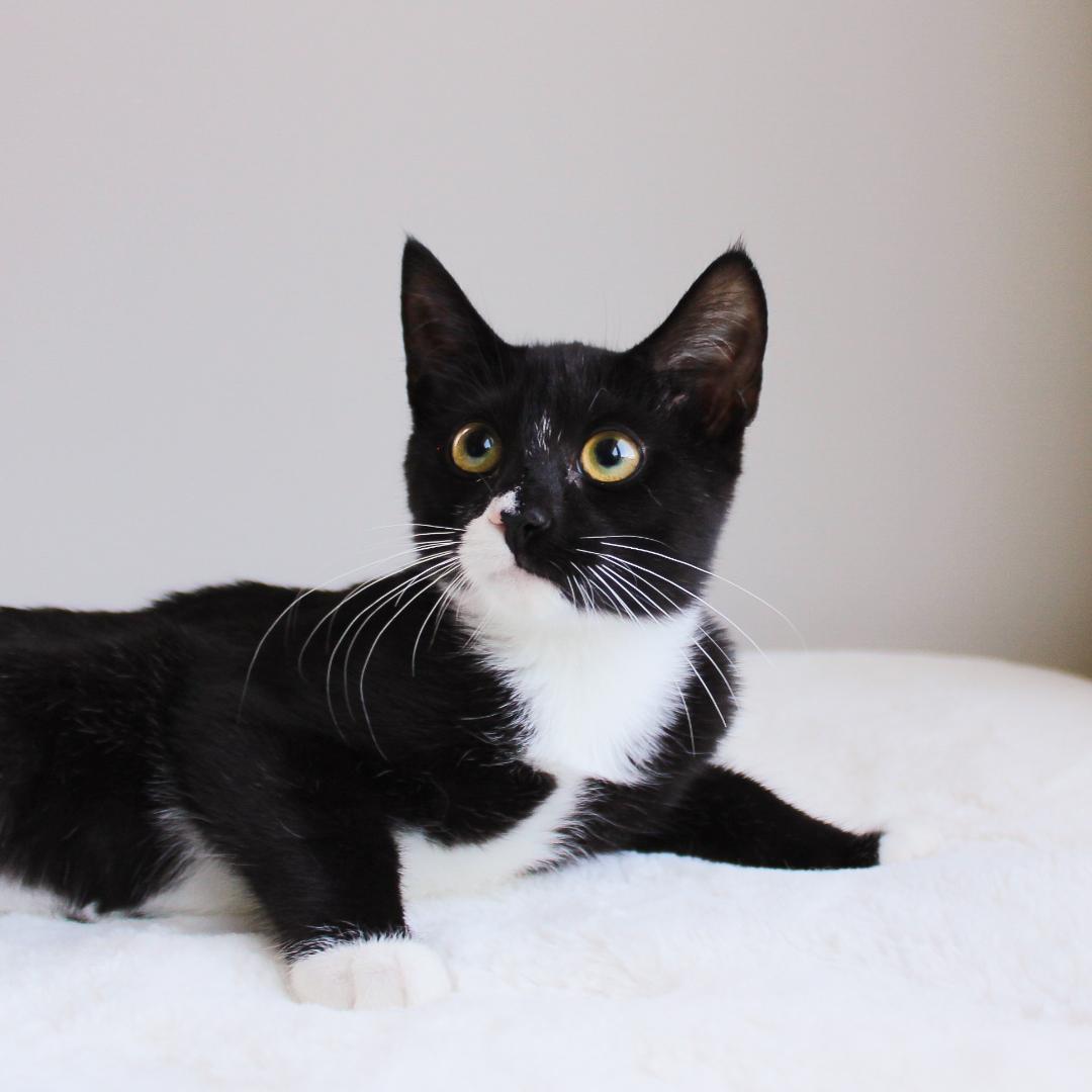 Tallulah, Adoptable, Kitten Female Domestic Short Hair.