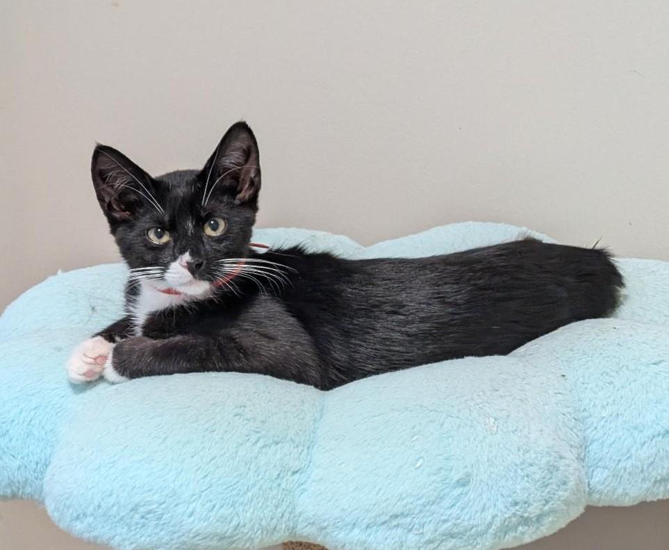 Enlarge Tallulah, a Adoptable Domestic Short Hair in Wayne, NJ image 3/4