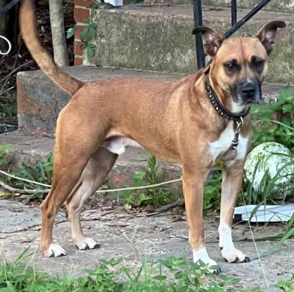Scooby, Adoptable, Young Male Basenji.