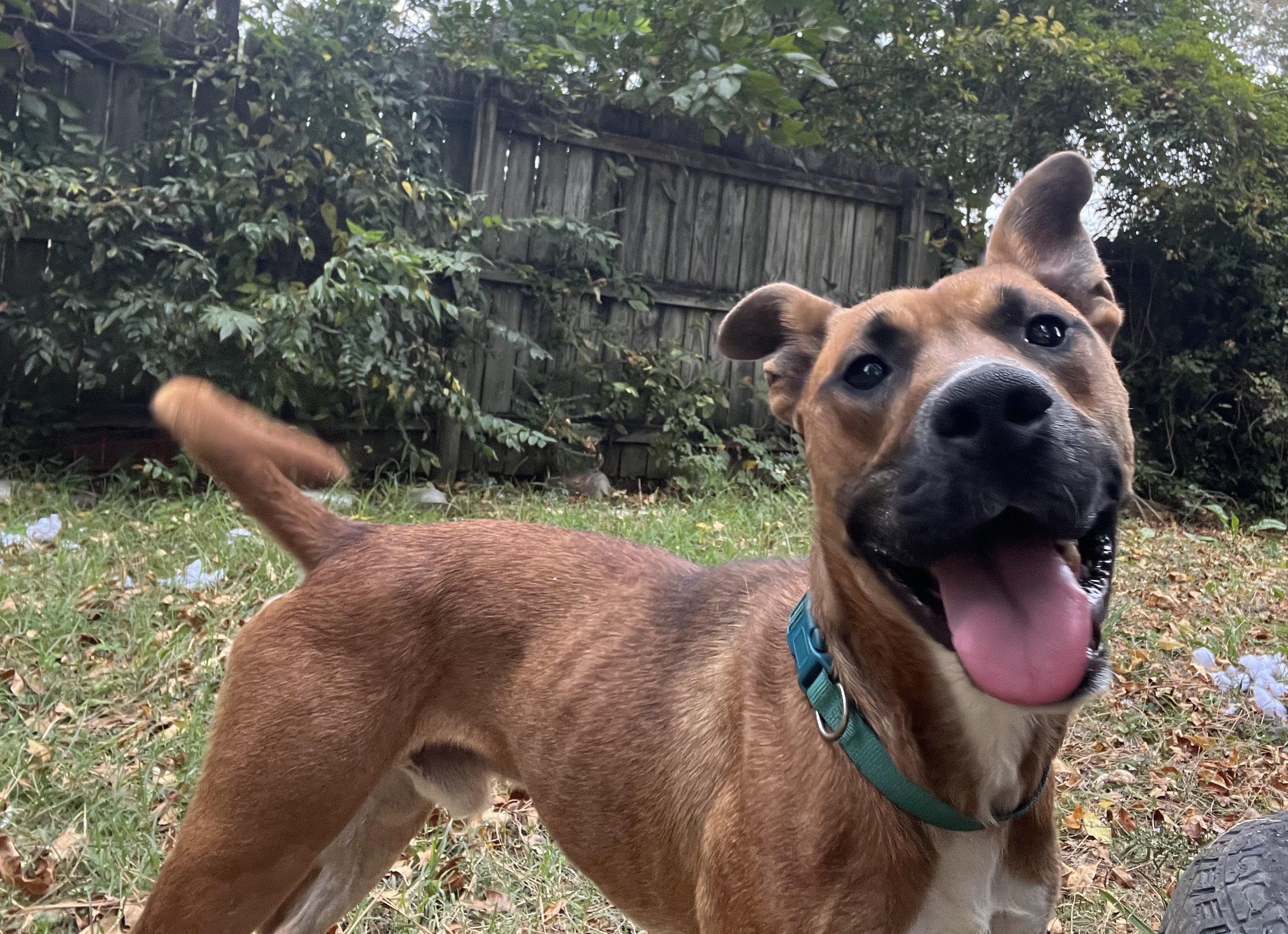 Enlarge Scooby, a Adoptable mixed breed in Luttrell, TN image 2/6