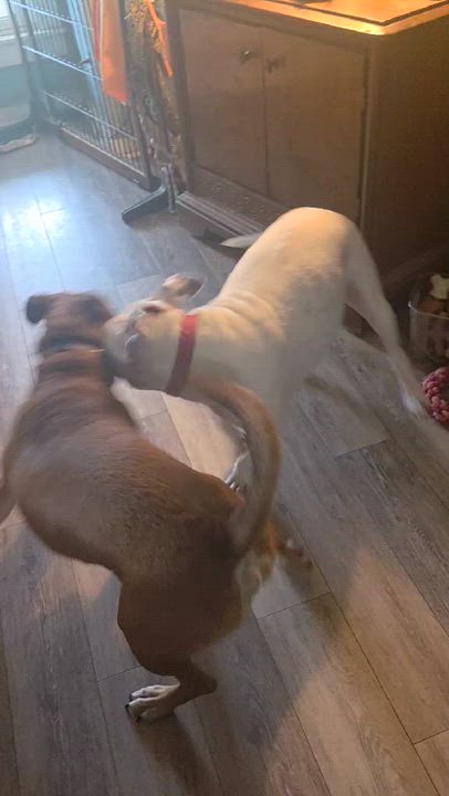 Enlarge Scooby, a Adoptable mixed breed in Luttrell, TN video 3/6