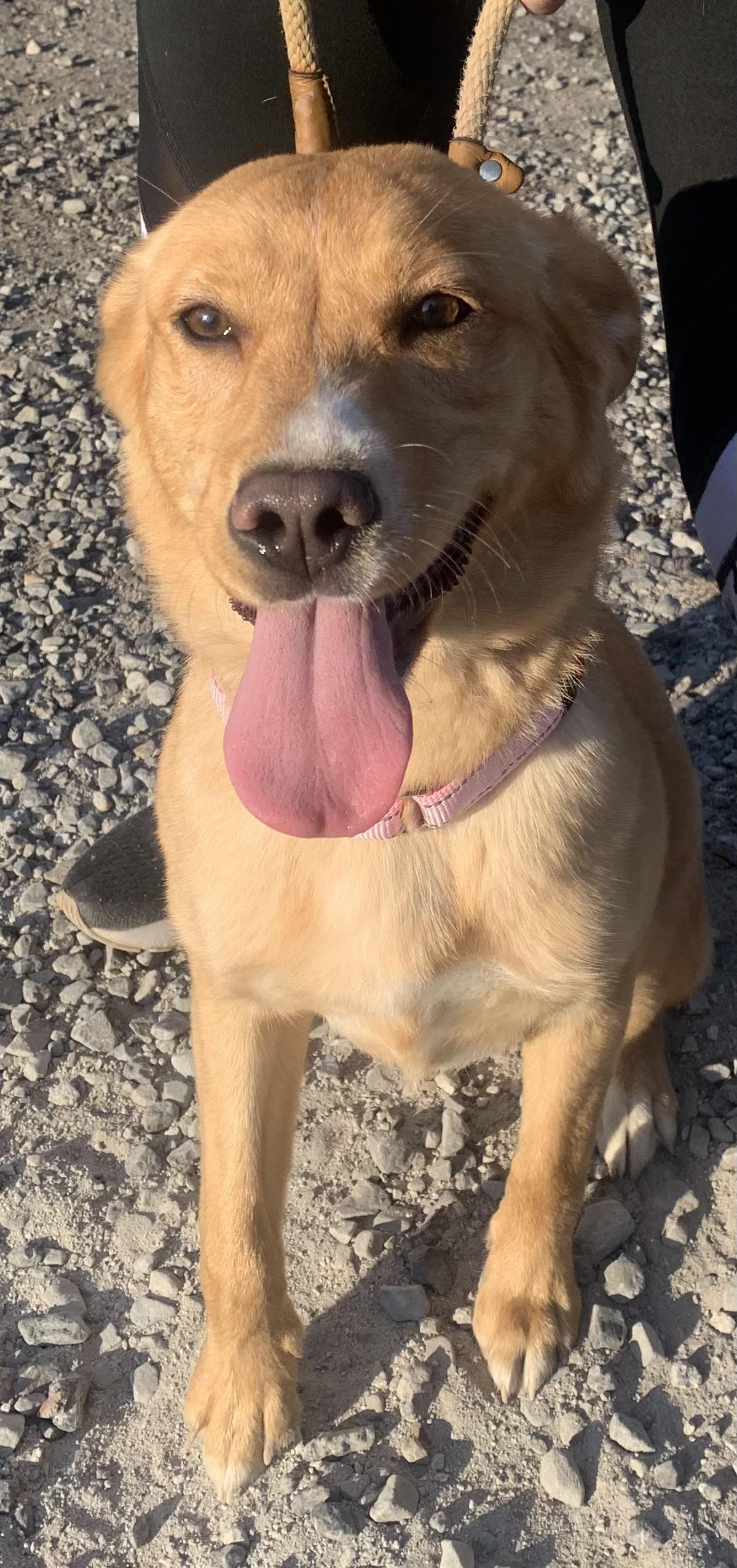 Carousel, a ADOPTABLE mixed breed in McKeesport, PA image 3/6