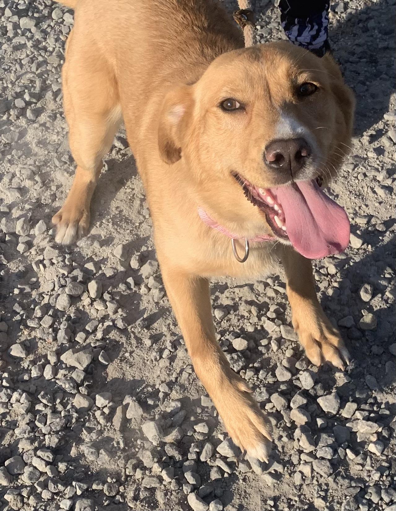 Carousel, a ADOPTABLE mixed breed in McKeesport, PA image 5/6