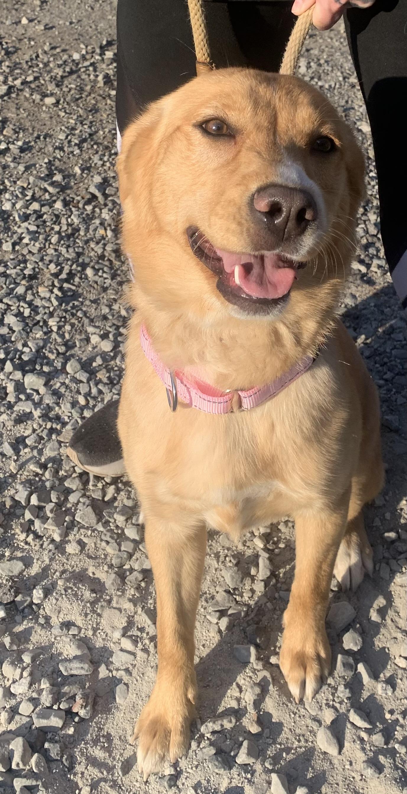 Carousel, a ADOPTABLE mixed breed in McKeesport, PA image 6/6