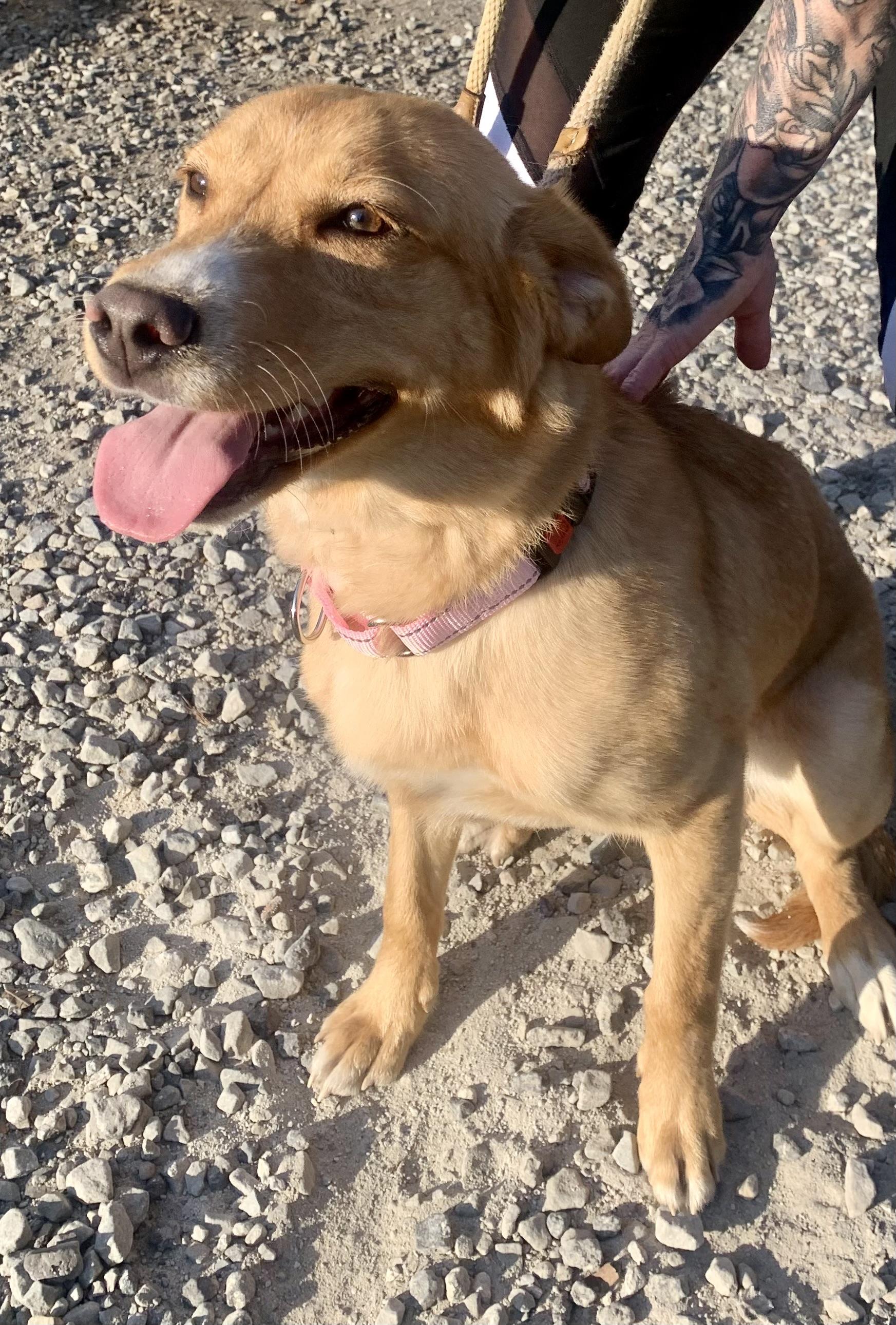 Carousel, a ADOPTABLE mixed breed in McKeesport, PA image 1/6
