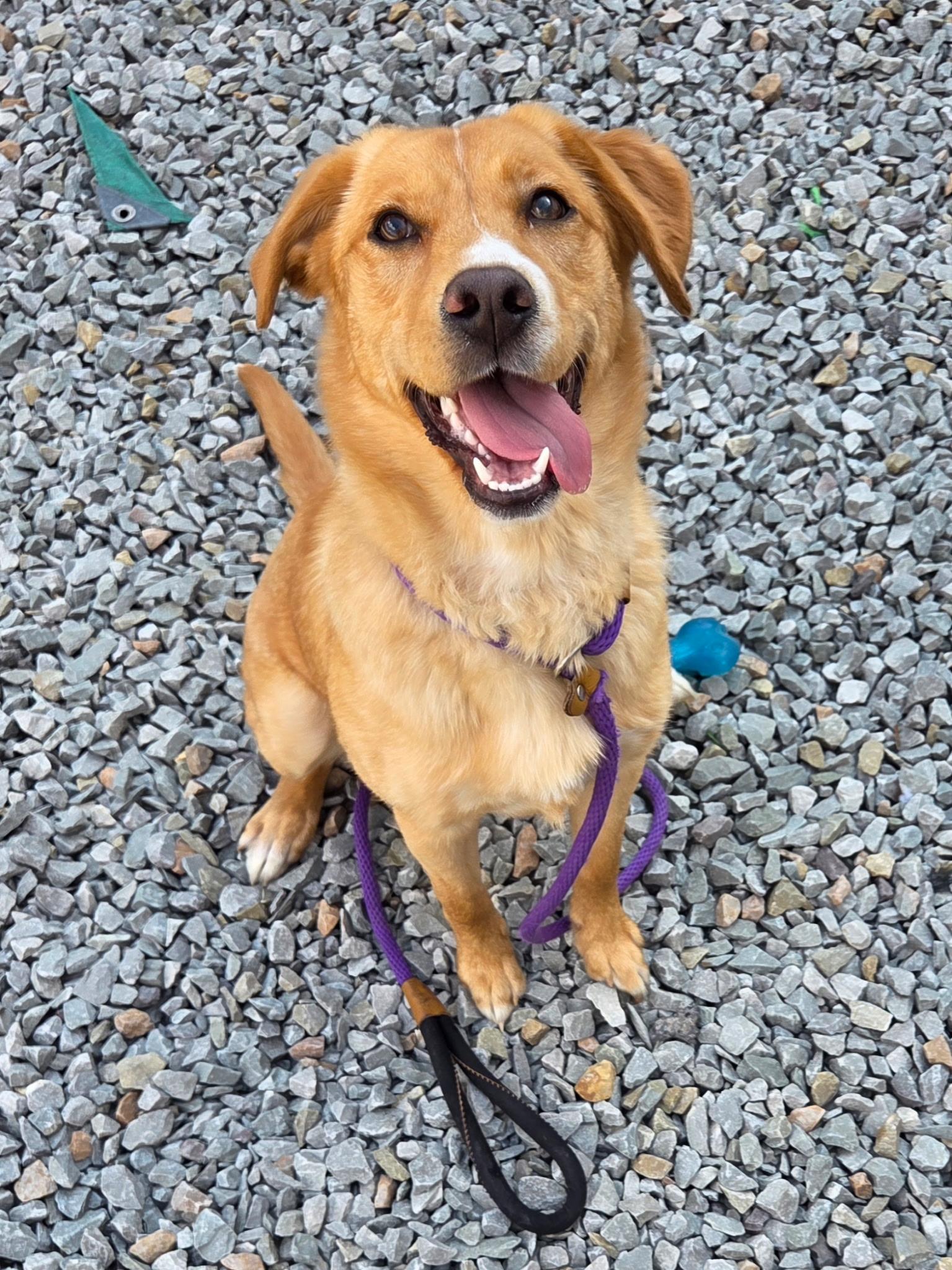 Carousel, a ADOPTABLE mixed breed in McKeesport, PA image 2/6