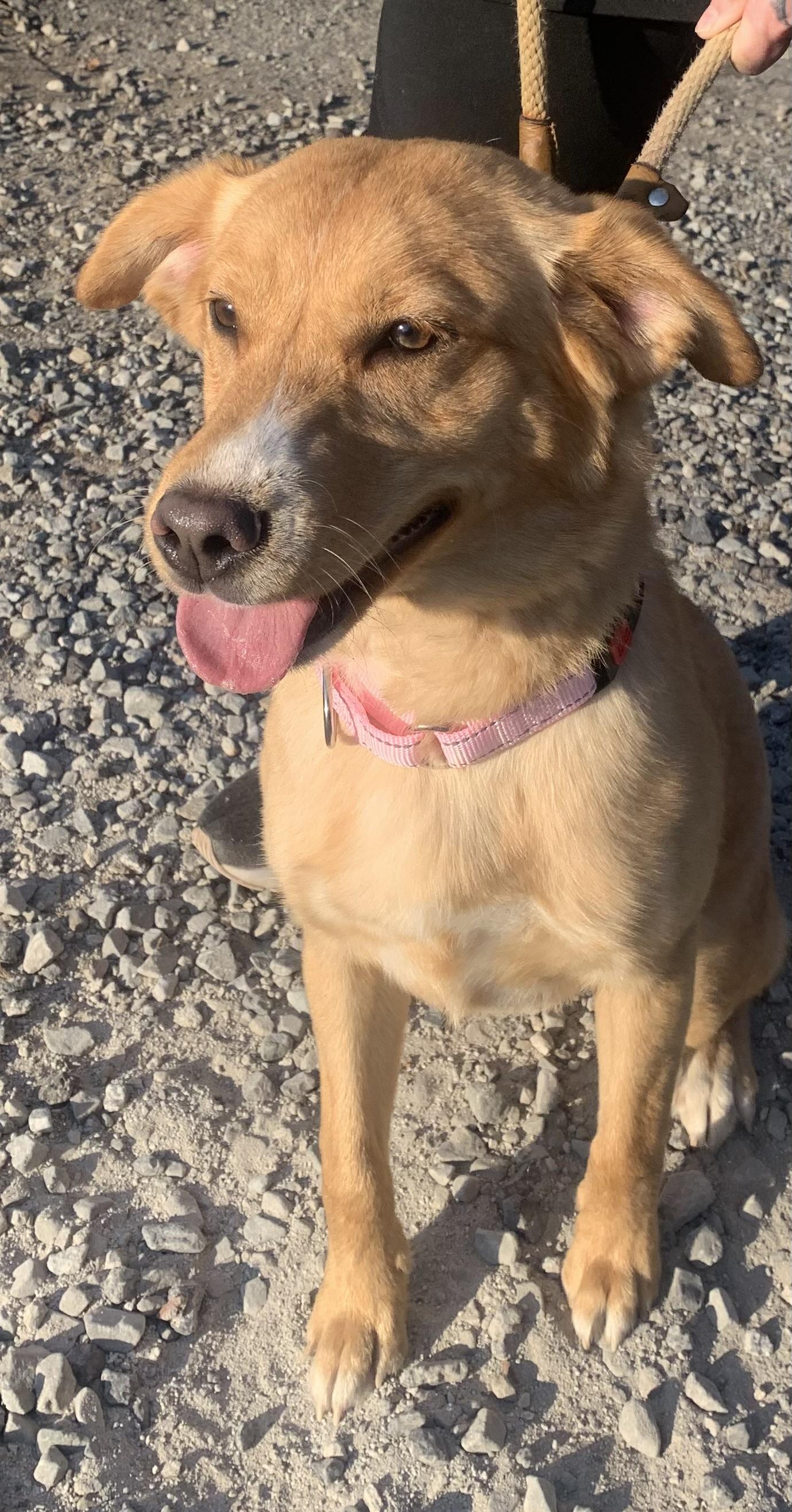 Carousel, a ADOPTABLE mixed breed in McKeesport, PA image 4/6