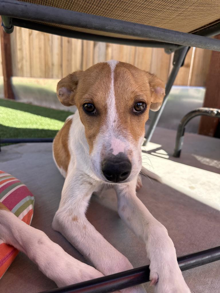 CHAMOMILE, adopted, Young Female Australian Cattle Dog / Blue Heeler & Beagle.