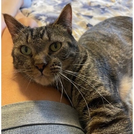 Spooker, a Adoptable Domestic Short Hair in Cortland, NY image 1/2