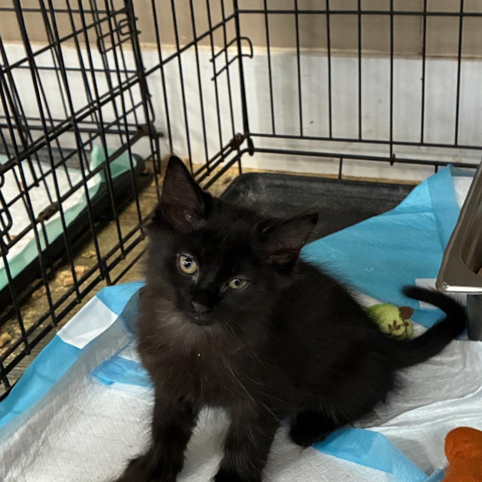 Diablo, Adoptable, Kitten Male Domestic Short Hair.