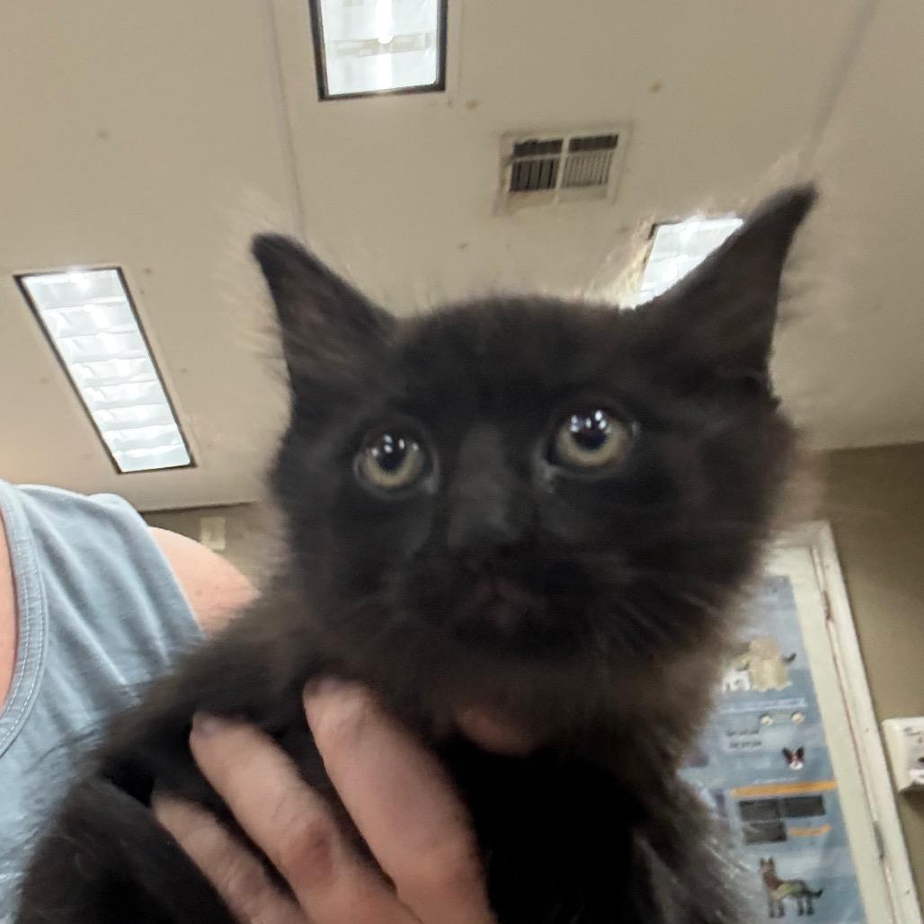 Enlarge Diablo, a Adoptable Domestic Short Hair in Hattiesburg, MS image 2/2