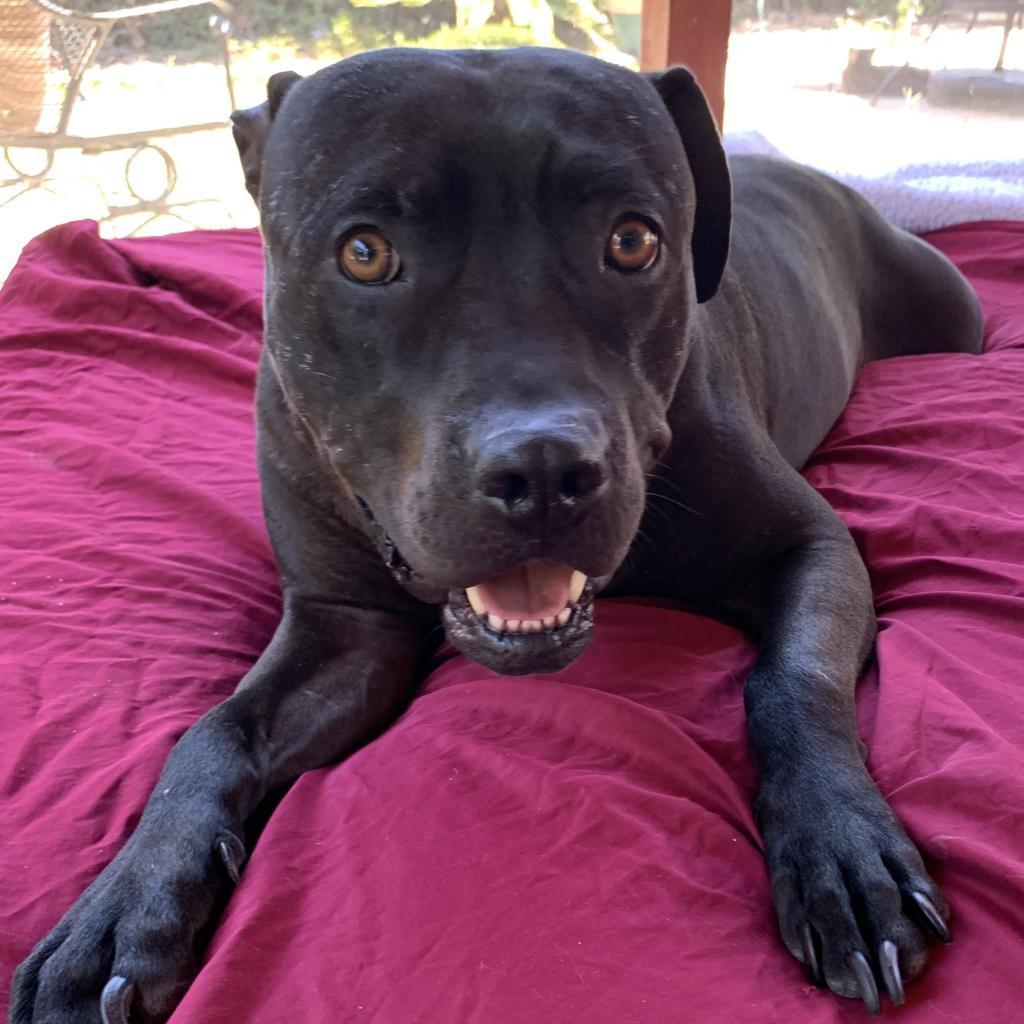 Enlarge Gabriel, a Adoptable mixed breed in Los Angeles, CA image 1/3