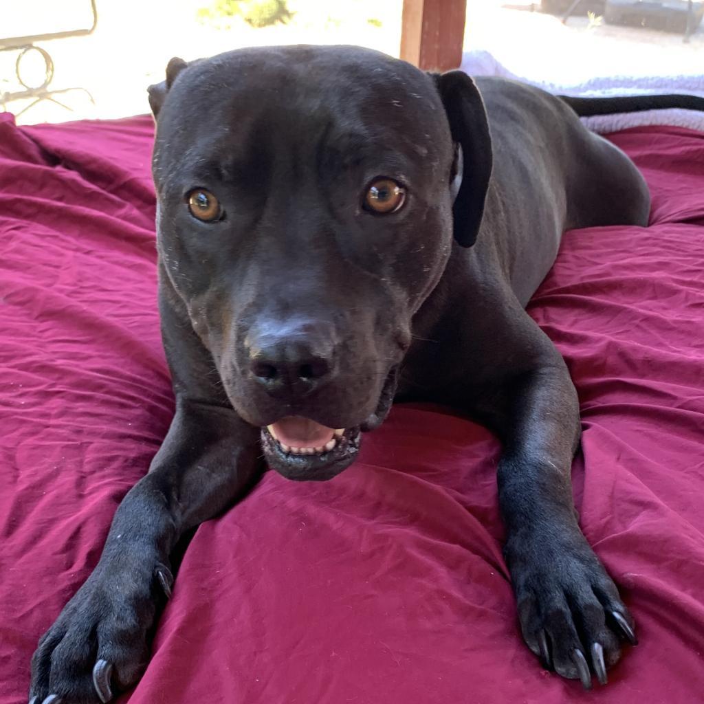 Enlarge Gabriel, a Adoptable mixed breed in Los Angeles, CA image 2/3