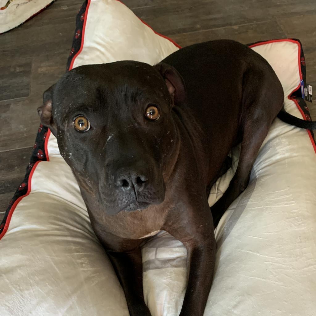 Enlarge Gabriel, a Adoptable mixed breed in Los Angeles, CA image 3/3