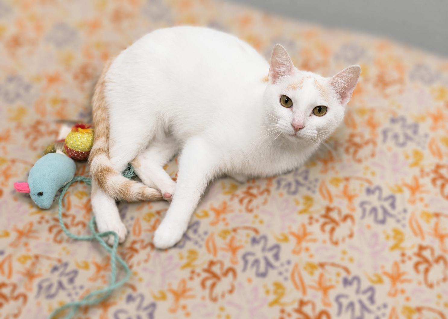 Phoenix, a ADOPTABLE Domestic Short Hair in Jefferson, IA image 3/3