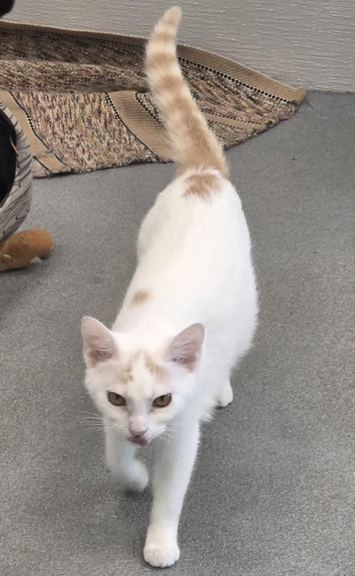 Phoenix, a ADOPTABLE Domestic Short Hair in Jefferson, IA image 2/3