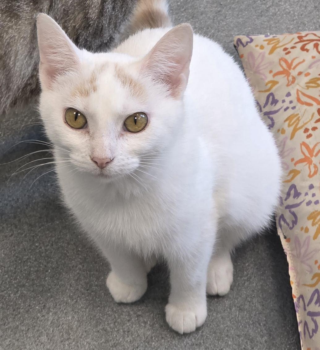 Phoenix, ADOPTABLE, Young Female Domestic Short Hair.